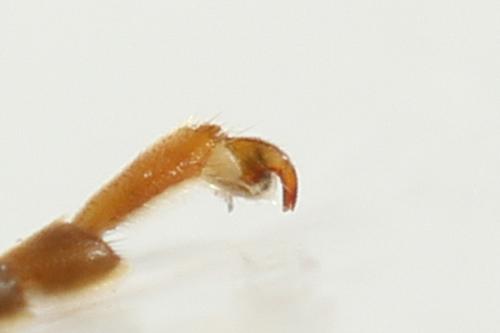 Réf. 292 974 : Tenthredo omissa