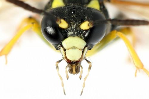 Réf. 292 976 : Tenthredo omissa