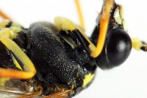 Réf. 292 979 : Tenthredo omissa