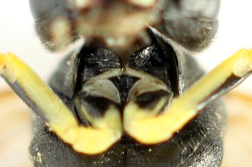 Réf. 292 982 : Tenthredo omissa
