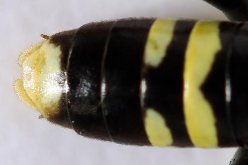Réf. 292 983 : Tenthredo omissa