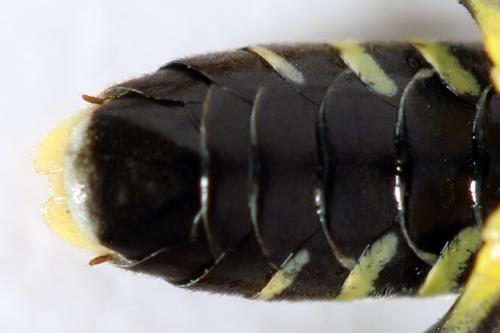 Réf. 292 984 : Tenthredo omissa
