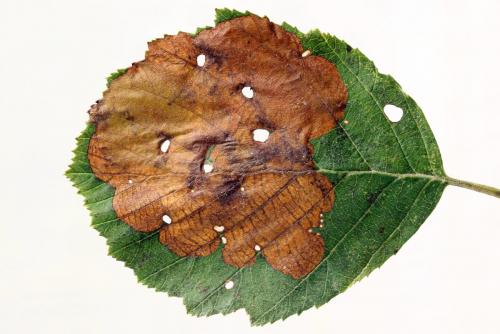 Heterarthrus vagans