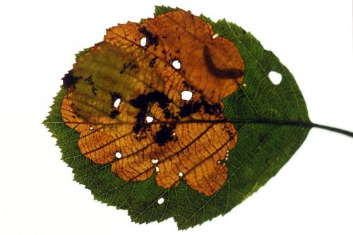 Heterarthrus vagans