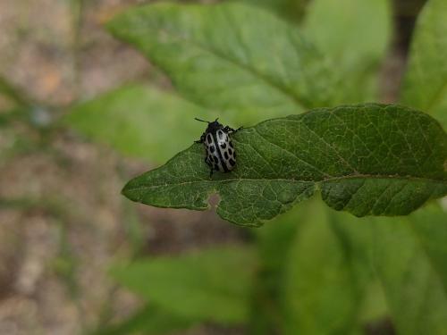 Chrysomela vigintipunctata