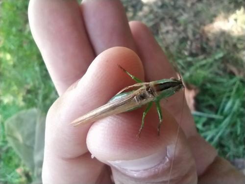 Réf. 292 807 : Conocephalus fuscus
