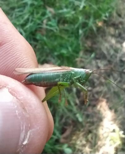 Conocephalus fuscus