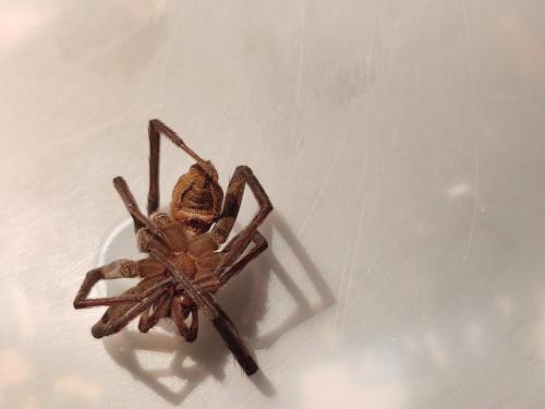 Réf. 292 727 : Dolomedes plantarius