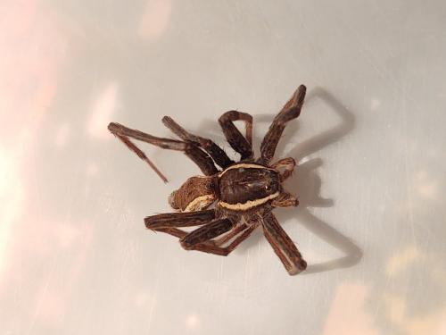 Réf. 292 726 : Dolomedes plantarius
