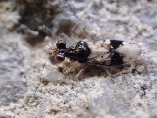 Leptopus hispanus