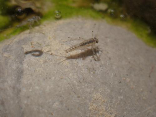 Baetis sp.