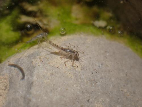 Baetis sp.