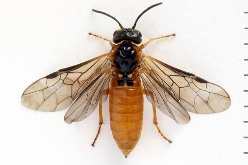 Monostegia abdominalis
