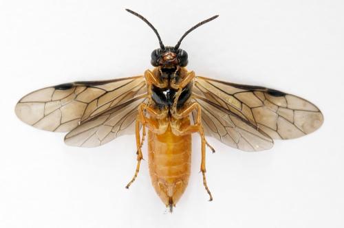 Monostegia abdominalis
