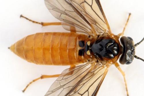 Monostegia abdominalis