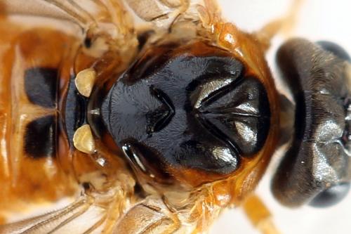 Monostegia abdominalis