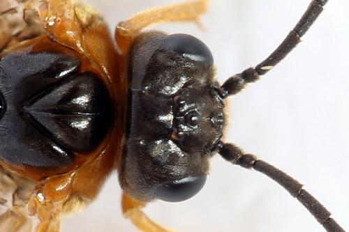 Réf. 292 571 : Monostegia abdominalis