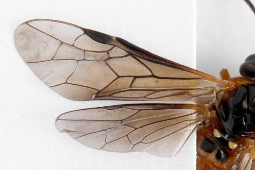 Réf. 292 572 : Monostegia abdominalis