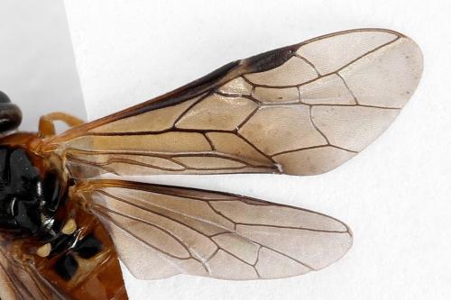 Réf. 292 573 : Monostegia abdominalis