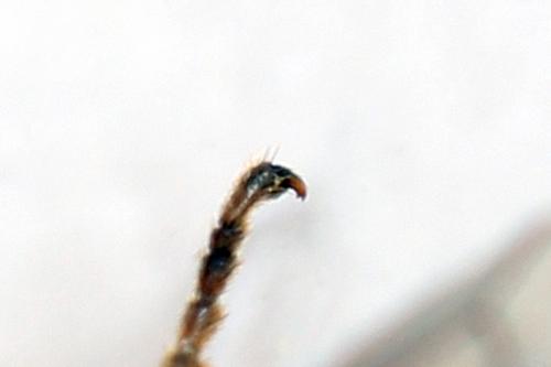 Monostegia abdominalis