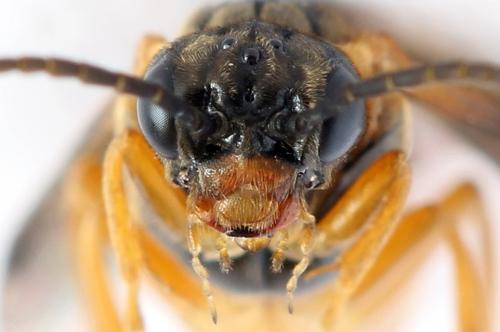 Réf. 292 574 : Monostegia abdominalis
