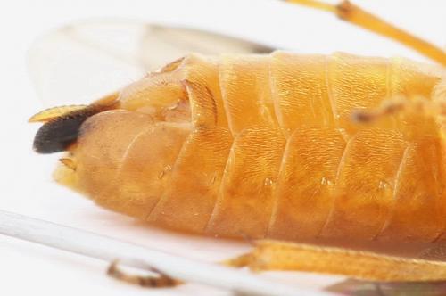 Réf. 292 576 : Monostegia abdominalis