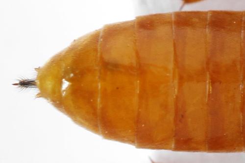 Réf. 292 578 : Monostegia abdominalis