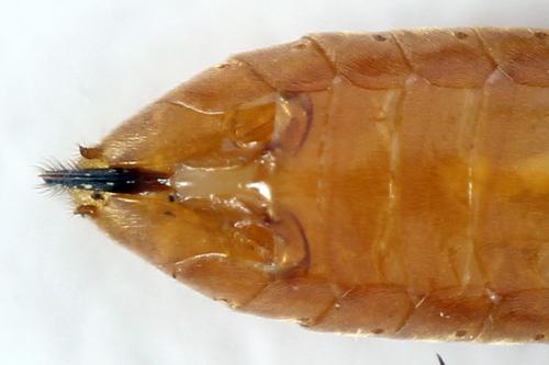 Réf. 292 579 : Monostegia abdominalis