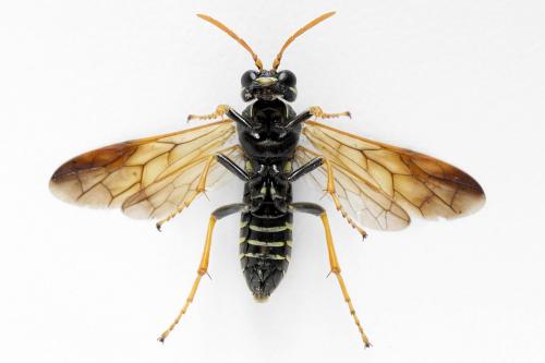 Tenthredo scrophulariae
