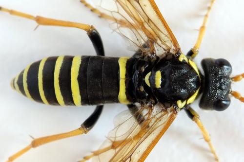 Réf. 292 583 : Tenthredo scrophulariae