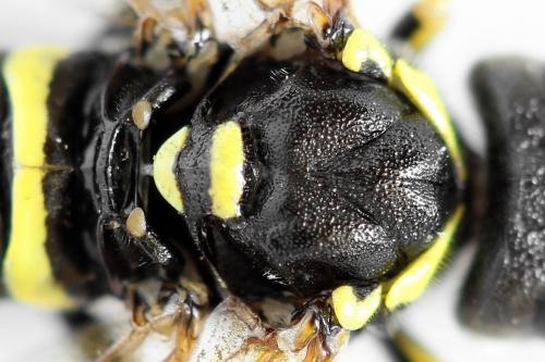 Tenthredo scrophulariae