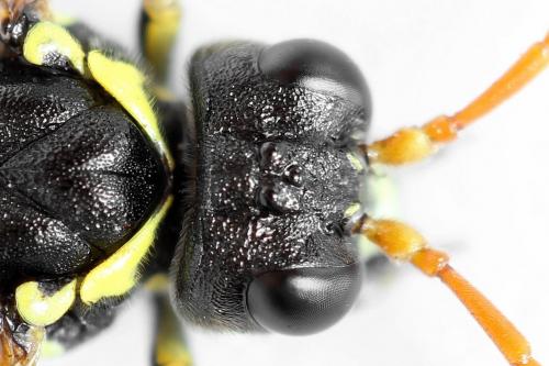Réf. 292 585 : Tenthredo scrophulariae