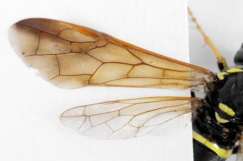 Réf. 292 586 : Tenthredo scrophulariae