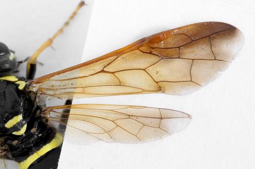 Tenthredo scrophulariae