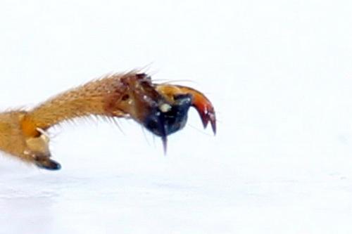 Réf. 292 588 : Tenthredo scrophulariae