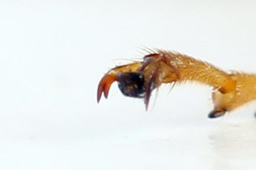 Tenthredo scrophulariae