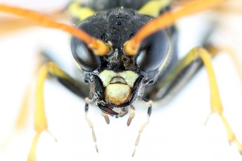 Tenthredo scrophulariae