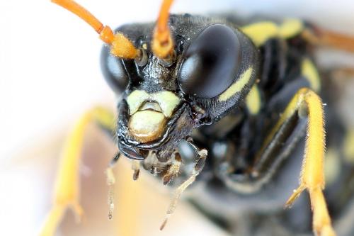 Réf. 292 591 : Tenthredo scrophulariae