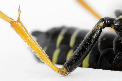 Réf. 292 592 : Tenthredo scrophulariae