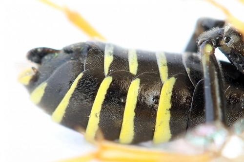 Réf. 292 593 : Tenthredo scrophulariae