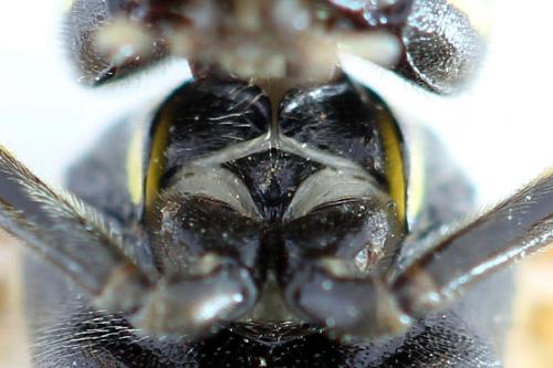 Réf. 292 595 : Tenthredo scrophulariae