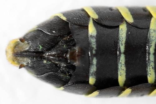 Réf. 292 597 : Tenthredo scrophulariae