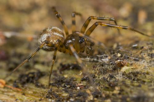 Réf. 292 620 : Lepthyphantes minutus