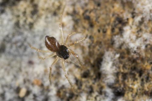 Réf. 292 633 : Ostearius melanopygius