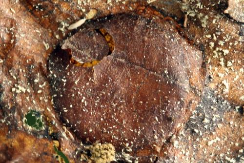Heterarthrus vagans