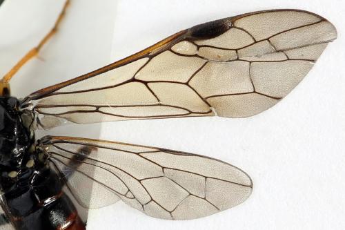 Aglaostigma langei