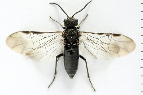 Réf. 292 070 : Dolerus picipes