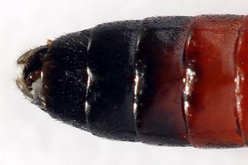 Réf. 292 060 : Aglaostigma langei