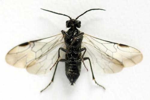 Réf. 292 071 : Dolerus picipes