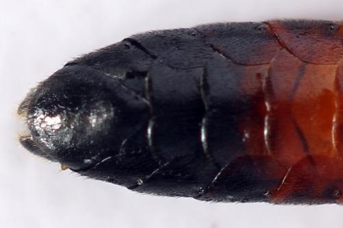Réf. 292 061 : Aglaostigma langei